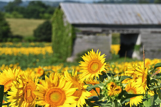 Fields of sunflowers growing on a farm in Virginia