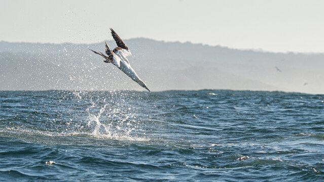 Cape gannet diving into ocean during sardine run