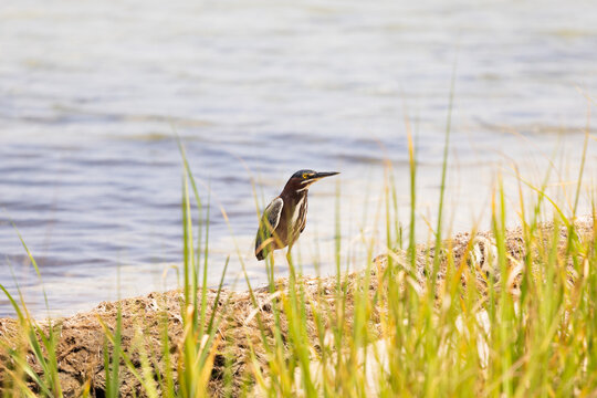 Green Heron Stands Near Water at Veteran's Park Rookery in Fort Walton Beach Florida During Daytime