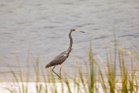 Tricolored Heron Stands in Shallow Water at Veteran's Park Rookery in Fort Walton Beach, Florida