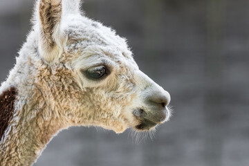 Close-Up Portrait of a White and Brown Alpaca in Profile. Gentle young alpaca with soft cream and brown fur, expressive dark eyes and long ears. Detailed texture of fluffy fur. Kind eyes. Farm animal. © Larysa