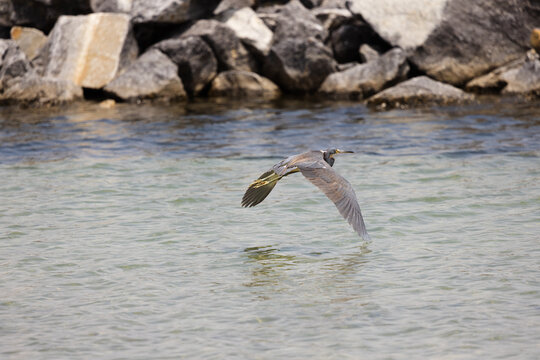 Tricolored Heron Soars Above the Water at Veteran's Park Rookery in Fort Walton Beach Florida During a Sunny Day