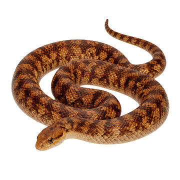Coiled Brown Patterned Snake Reptile Isolated on Transparent Background