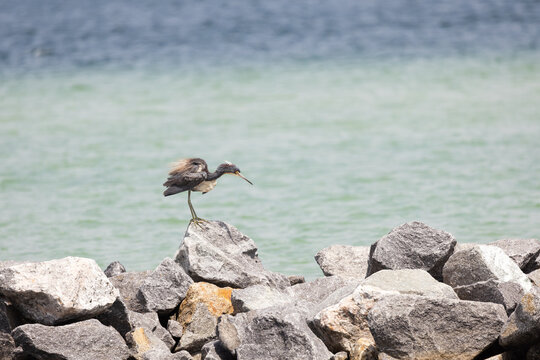 Tricolored Heron Shaking Off Water on Rocks at Veteran's Park Rookery in Fort Walton Beach Florida During a Sunny Day