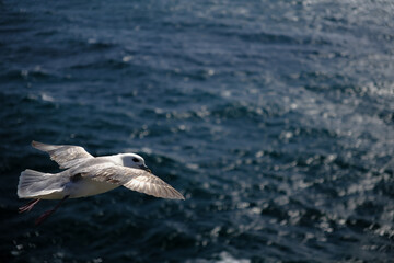 Naklejka premium seagull in flight