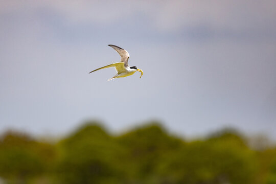 Least Tern Catches Fish for Dinner at Veteran's Park Rookery in Fort Walton Beach Florida