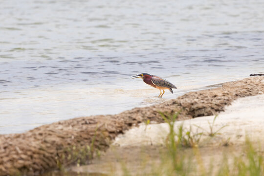 Green Heron Hunting at Veteran's Park Rookery in Fort Walton Beach Florida During a Sunny Day
