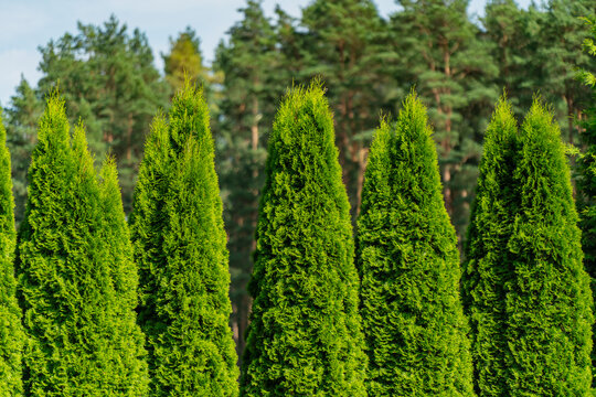 Lush emerald arborvitae coniferous trees grown in a structured line for outdoor garden design, property boundary screening, and privacy hedges