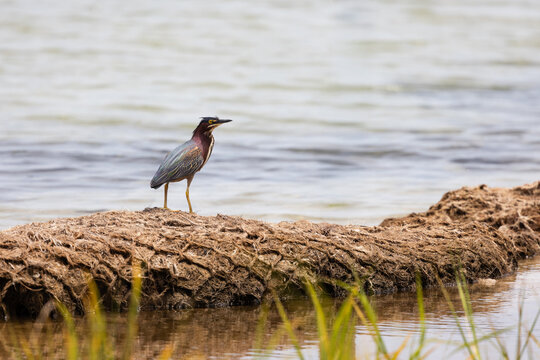 Green Heron Standing on a Log at Veteran's Park Rookery in Fort Walton Beach Florida During the Day