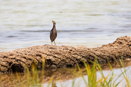 Green Heron Stands on a Log Near Water at Veteran's Park Rookery in Fort Walton Beach Florida