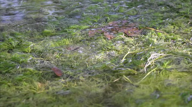 Action video of a green frog jumping out of frame in a sunny clear stream