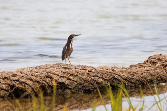 Green Heron Standing by the Water at Veteran's Park Rookery in Fort Walton Beach Florida During Daytime