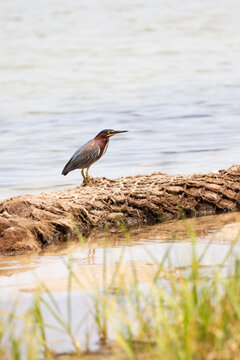Green Heron Standing on a Log Near the Water at Veteran's Park Rookery in Fort Walton Beach Florida