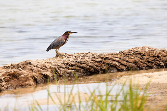 Green Heron Standing on a Log at Veteran's Park Rookery in Fort Walton Beach Florida