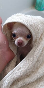 Tiny chihuahua puppy wrapped in a towel after bath