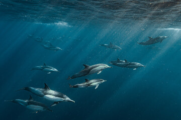 Naklejka premium Common dolphins swimming underwater during sardine run