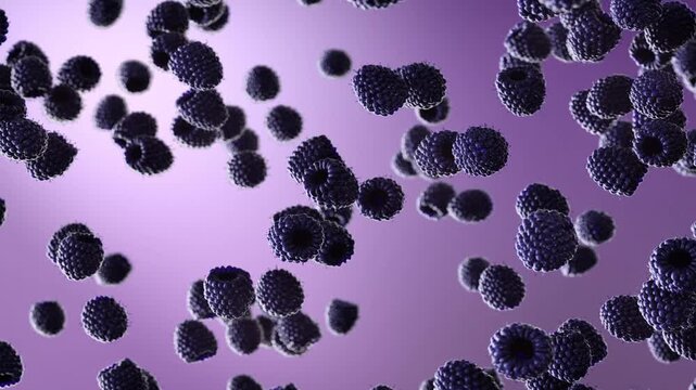 3D animation of realistic blackberries falling through the air against a soft purple background. Dynamic fruit motion with depth of field, non-AI, 4K.