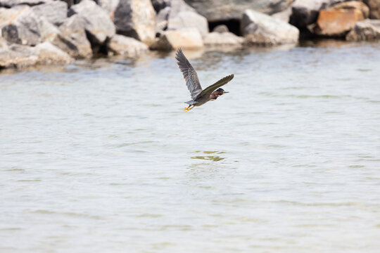 Green Heron Flying Over Water at Veteran's Park Rookery in Fort Walton Beach Florida