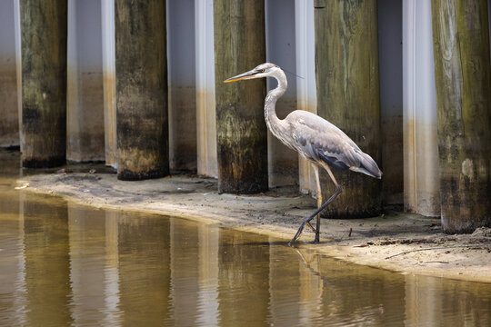 Great Blue Heron Hunts for Food at Veterans Park Rookery in Fort Walton Beach, Florida During the Day