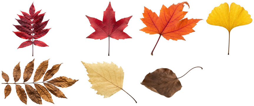 A set of colorful autumn leaves in varied shapes and seasonal fall tones.