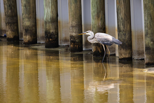 Great Blue Heron Hunts for Food at Veterans Park Rookery in Fort Walton Beach, Florida During the Day