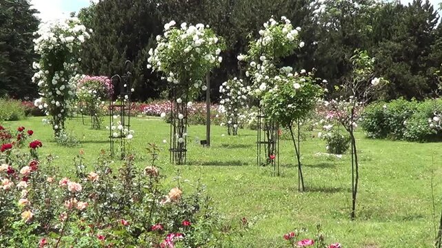 Rosarium in Botanic garden in Saints Constantine and Helena resort, Bulgaria.