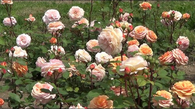 Rosarium in Botanic garden in Saints Constantine and Helena resort, Bulgaria.
