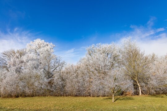 Frost covered trees under a bright blue winter sky
