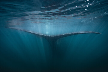 Southern right whale tail diving deep underwater © Kristof