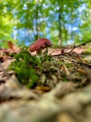 mushroom in the forest © art.krakow