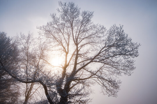 Frost covered tree branches against a bright winter sun