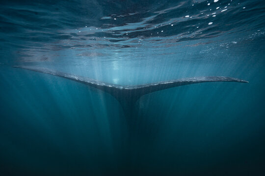 Southern right whale tail diving deep underwater