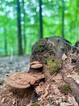 stump in the forest