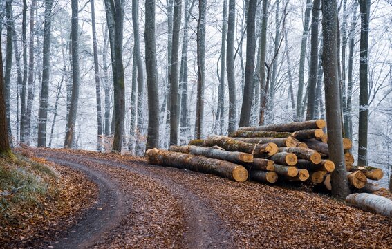 Stacked logs beside a winding forest road in winter