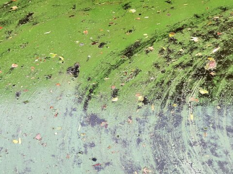 Green algae and fallen autumn leaves floating on a dark water surface. Perfect for environmental pollution articles, ecological problems, and nature backgrounds.