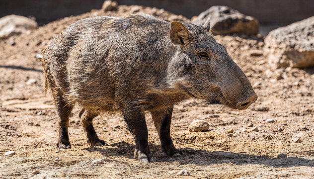 Side Profile of Wild Chacoan Peccary with Coarse Grey Fur
