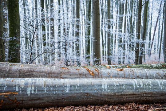 Fallen Trees in a Cold and Frosty Winter Forest