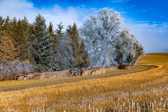 Frosty forest landscape with fields and a winding road