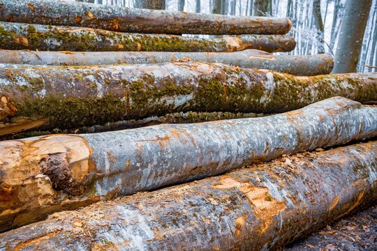 Stacked logs of cut timber in a winter forest