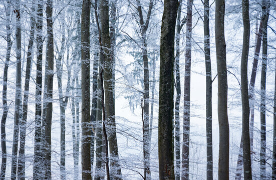 Snow covered trees in a winter forest landscape