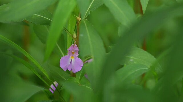 Slow motion video of Honey bee getting nectar from the pink colored wild balsam flower.
