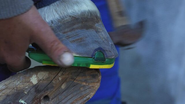 Man farrier installing plastic horseshoe to hoof. Closeup up detail to hands holding animal feet, inserting securing pin