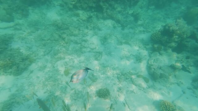 Snokreling in Maldives near Dhiffushi atoll, small spotted unicornfish swimming near larger group