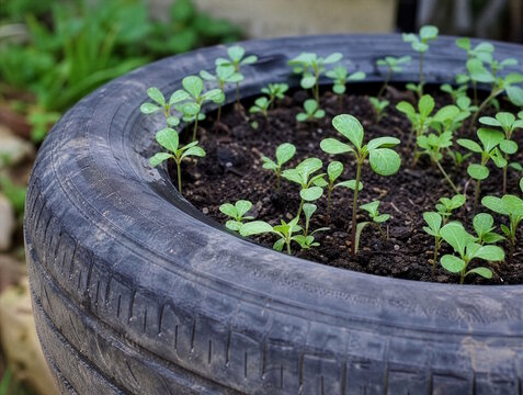 Young green seedlings growing in soil inside an old car tire used as a planter, concept of recycling, upcycling and creative eco-friendly gardening