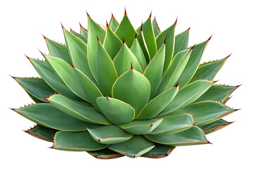 Fototapeta premium A vibrant green agave plant with sharp spiky leaves isolated on a white background isolated on transparent background