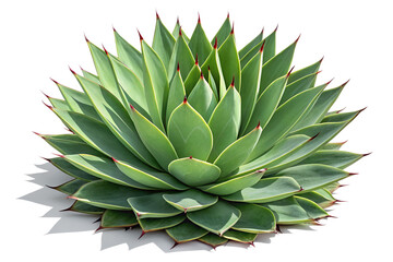 Obraz premium Green agave plant with sharp thorns isolated on white background isolated on transparent background