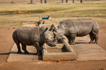 White rhino family with a young calf at Alzu Petroport, a wildlife viewing stop on the N4 highway between Johannesburg and Kruger National Park, South Africa. © Savory