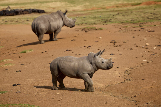 White rhino family with a young calf at Alzu Petroport, a wildlife viewing stop on the N4 highway between Johannesburg and Kruger National Park, South Africa.