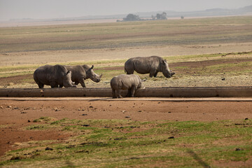 White rhino family with a young calf at Alzu Petroport, a wildlife viewing stop on the N4 highway between Johannesburg and Kruger National Park, South Africa. © Savory