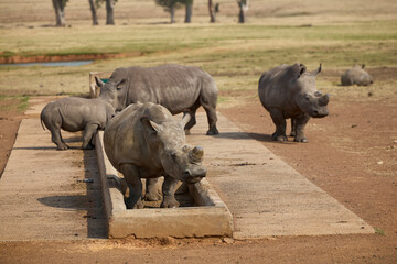 White rhino family with a young calf at Alzu Petroport, a wildlife viewing stop on the N4 highway between Johannesburg and Kruger National Park, South Africa. © Savory
